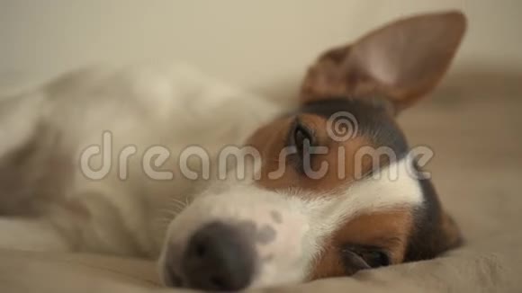 小狗躺在床上视频的预览图