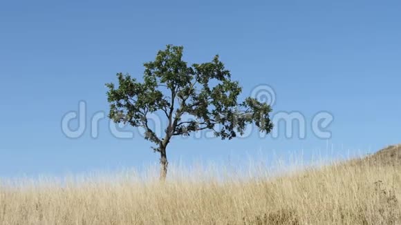 在蓝天的草地上拍摄一棵孤独的树视频的预览图