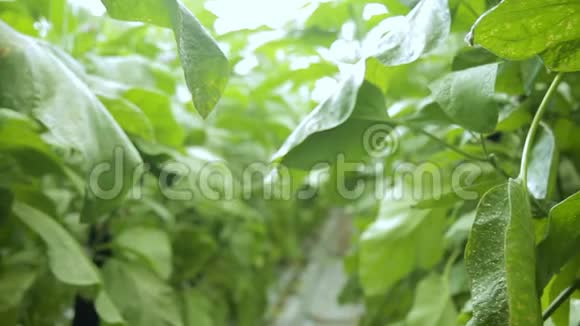 绿色植物茄子生长在农村的温室里视频的预览图