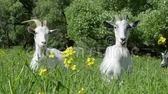 在草地上散步的山羊在你咀嚼的绿草中给你很多牛奶视频的预览图