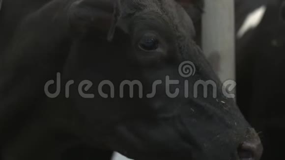 在另一头奶牛附近的农场里一头黑牛正在咀嚼食物视频的预览图
