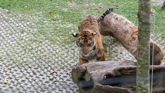 老虎在围栏后面的老虎动物园里散步视频的预览图