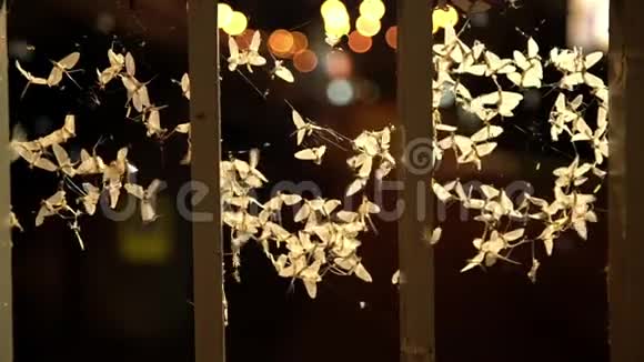 海南或又称鱼蝇沙蝇或上翅蝇在街灯周围飞舞视频的预览图