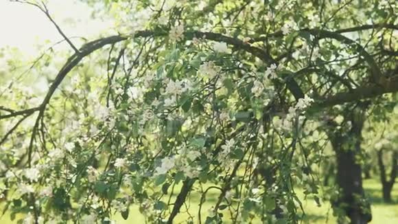 春天苹果树开花枝风轻光棍苹果视频的预览图