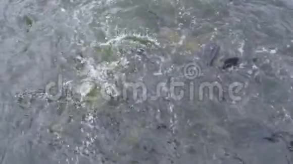 从上图可以看到许多大型鲤鱼在池塘游泳4K慢动作视频的预览图
