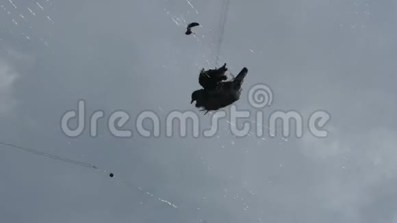 亚洲一片灰蒙蒙的天空被捕到网里的鸽子剪影视频的预览图