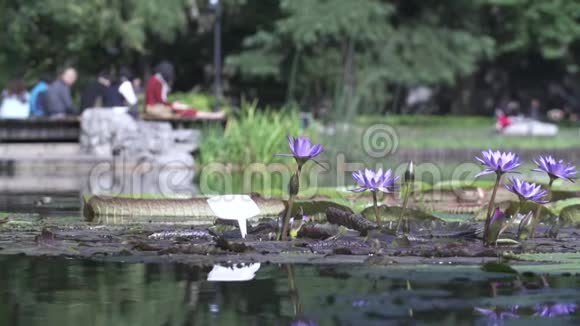 亚洲典型的有湖有花的花园视频的预览图