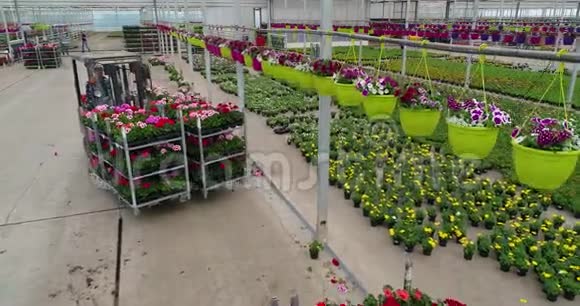 装载机把五颜六色的花放在温室里在温室里种花在工厂里种花视频的预览图