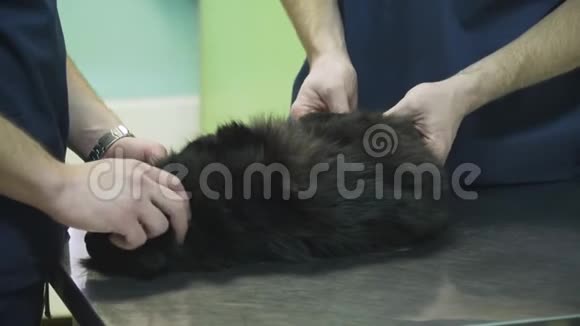 兽医检查猫视频的预览图