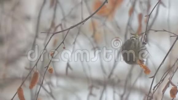 西金斯坐在桦树的树枝上吃桦树的种子视频的预览图