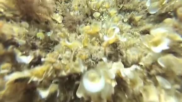 海底运动缓慢视频的预览图