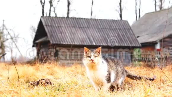 麦田里的斑点猫视频的预览图