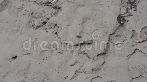 印度恒河三角洲丛林中的泥沼泥塑机视频的预览图