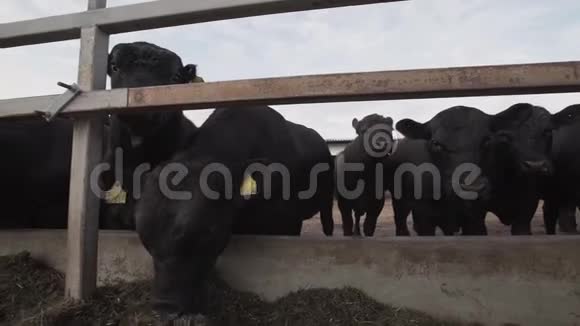 一群黑牛在户外农场吃马厩里的稻草视频的预览图