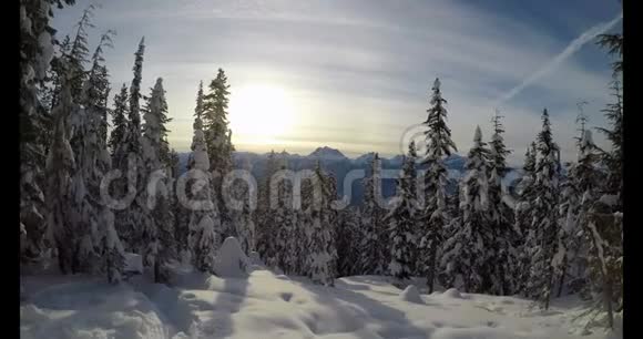 雪景上的松树视频的预览图