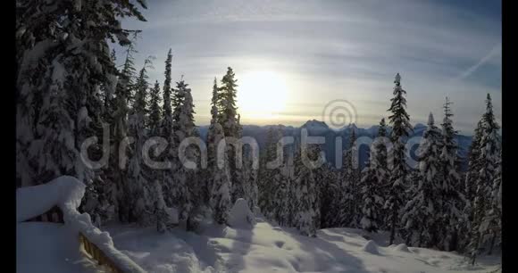 雪景上的松树视频的预览图