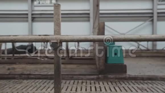 大黑牛在农场的金属大谷仓里吃马厩视频的预览图