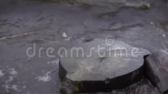 波浪冲刷水库岸边的老树桩视频的预览图