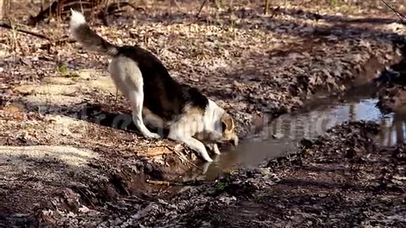 在森林里的水坑里喝狗视频的预览图