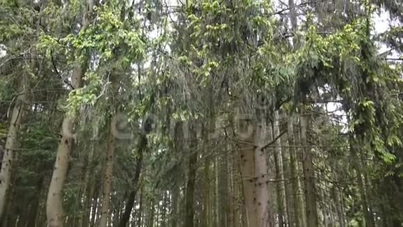 针叶林中树木的垂直全景从底部到树顶视频的预览图