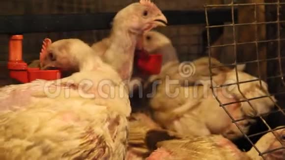 鸡场四十天肉鸡视频的预览图