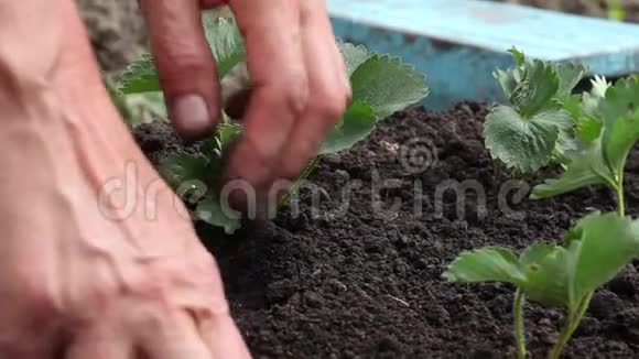 手工种植草莓视频的预览图