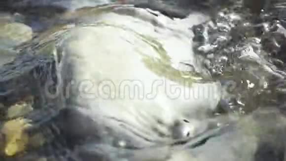 柔柔的纯净的水流被光滑的石头冲刷视频的预览图