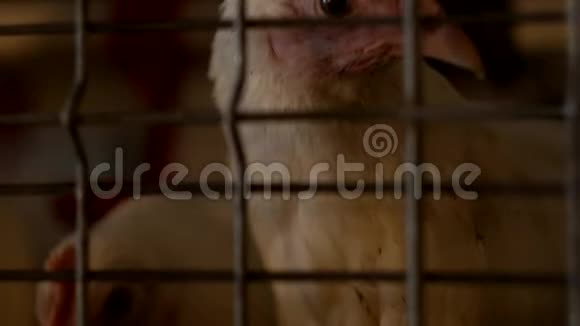 一只幼鸡透过家禽饲养场的围栏网饲养肉鸡雏特写镜头视频的预览图