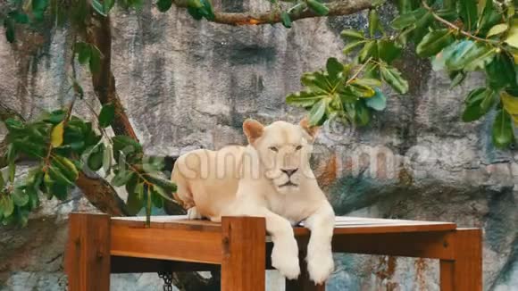 泰国khaokheo动物园的一棵绿树下坐着美丽的白狮子视频的预览图