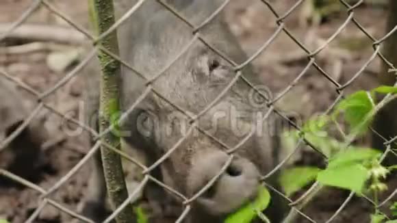 大野猪在篱笆上吃草视频的预览图