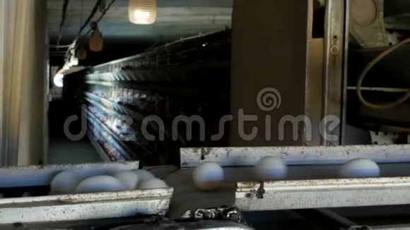禽类生产鸡蛋的工厂鸡蛋由输送机特写肉鸡视频的预览图