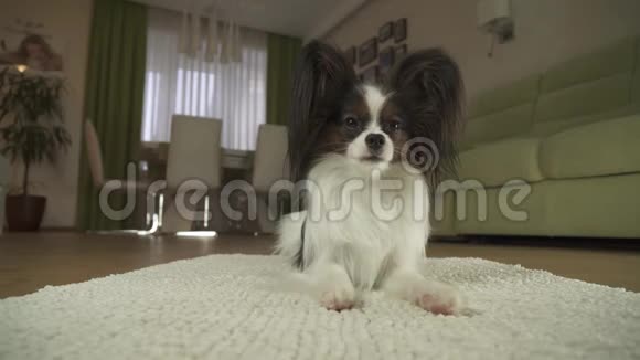 狗狗帕皮龙躺在地毯上环顾四周在客厅里跑开股票录像视频的预览图