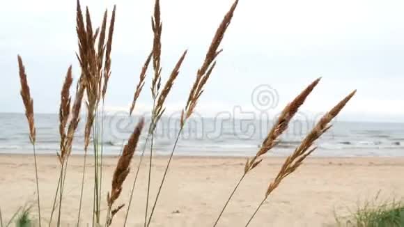 海洋植物风生自然视频的预览图