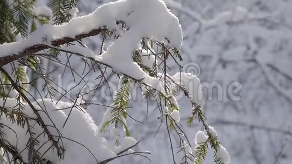 冬天森林里覆盖着新雪的树枝视频的预览图