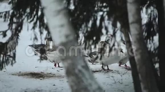 一群家鹅在雪地里走在户外寻找草和食物美丽的特写纪录片视频的预览图