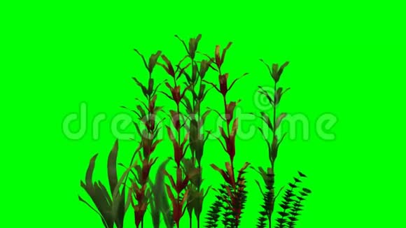 水生植物移动绿色屏幕视频的预览图