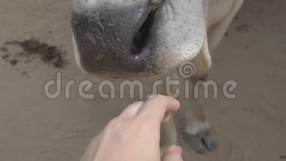 女性的手触摸牛鼻子视频的预览图