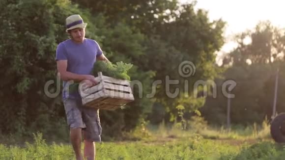 农夫带着一盒胡萝卜走上田野把它放在地上视频的预览图