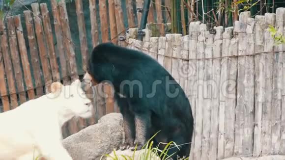 白狮和黑喜熊在黑喜熊视频的预览图