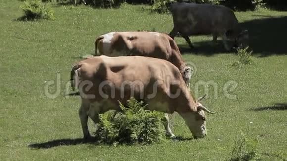 青草上的牛视频的预览图