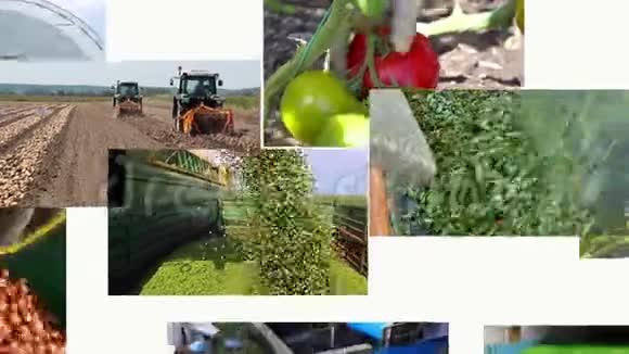 有机蔬菜栽培多屏视频的预览图