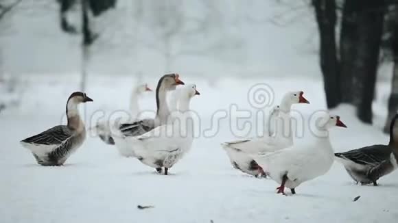 一群家鹅在雪地里走在户外寻找草和食物美丽的特写纪录片视频的预览图