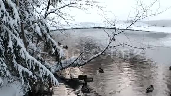 鸭子在冬季森林的池塘里游泳视频的预览图