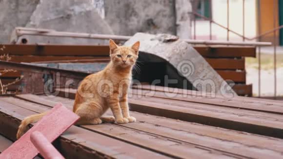 无家可归的野生红猫咪坐在垃圾堆后院的垃圾堆上视频的预览图