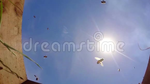 蜜蜂逆天飞行视频的预览图