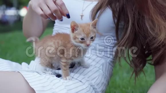 一只小红可爱的小猫在草地上和一个黑发女孩在公园里玩耍视频的预览图