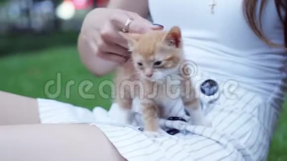 一只小红可爱的小猫在草地上和一个黑发女孩在公园里玩耍视频的预览图