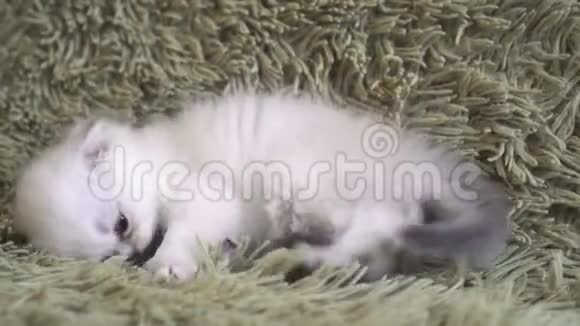 躺在地板上玩老鼠玩具的小猫视频的预览图