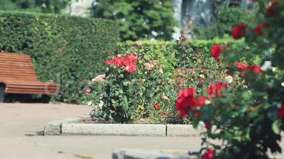 城市广场上美丽的粉色红玫瑰阳光明媚的夏日微风动感的场景色调的视频视频的预览图