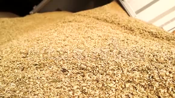 卸下小麦关门视频的预览图